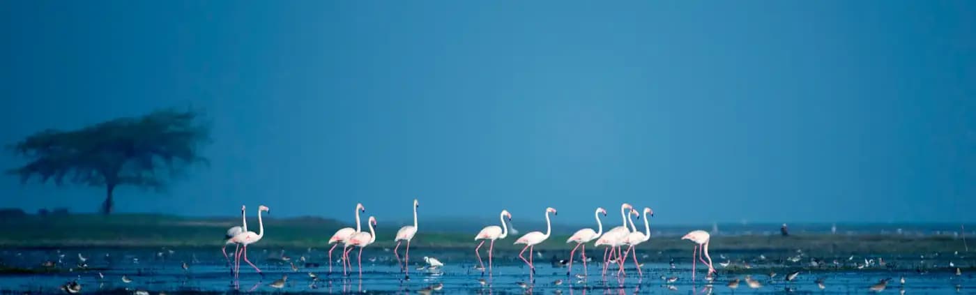 Flamingos and wetland shoreline at Chilika Lake